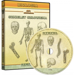 Szkielet człowieka (układ kostny) - Stiefel